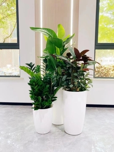 价格亲民的前湾花卉出租，为你带来缤纷世界！